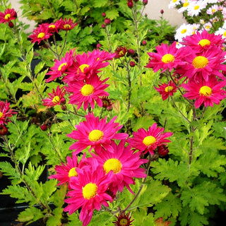 Winteraster 'Oury' (Chrysanthemum x hort.)