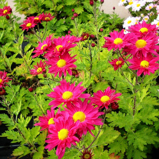 Winteraster 'Oury' (Chrysanthemum x hort.)