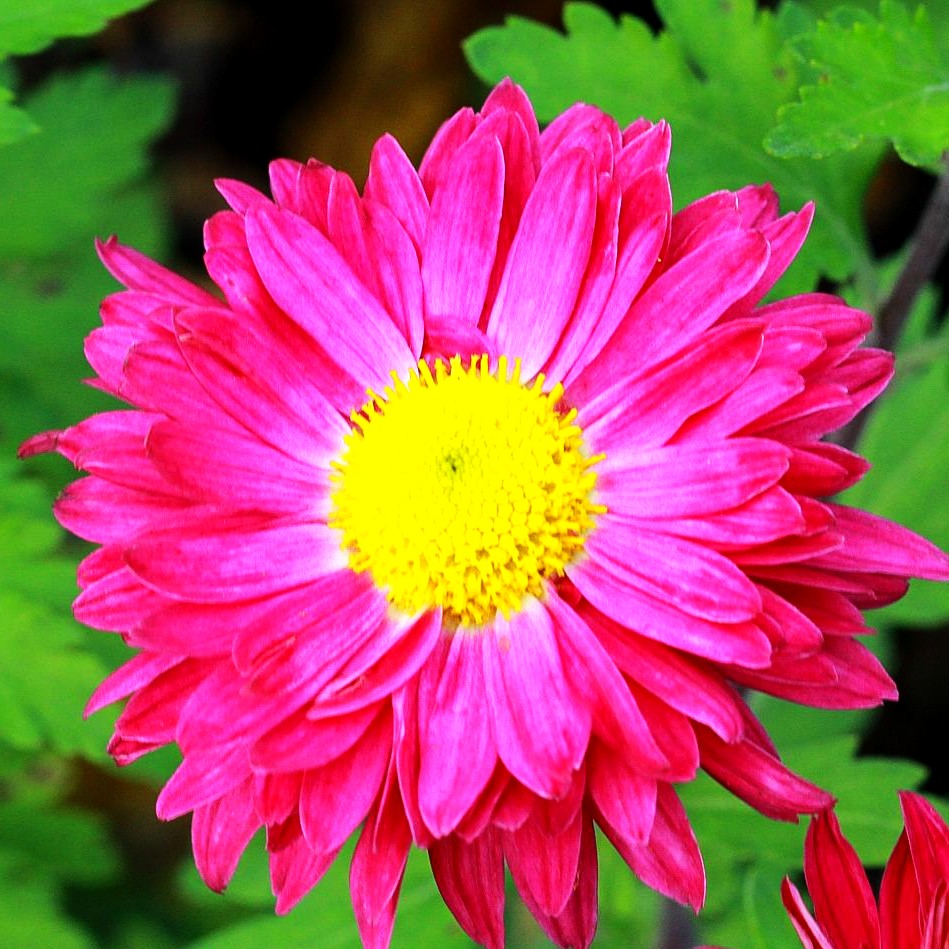Winteraster 'Oury' (Chrysanthemum x hort.)