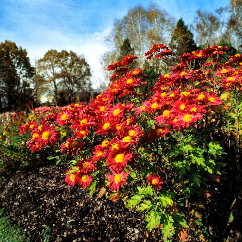 Winteraster 'Oury' (Chrysanthemum x hort.)