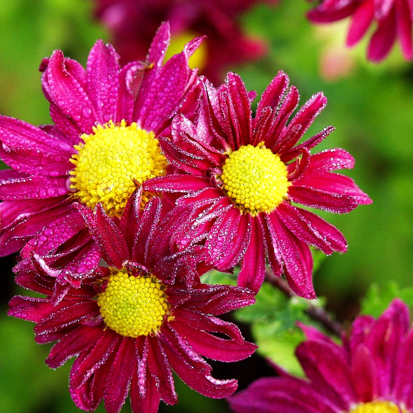 Winteraster 'Oury' (Chrysanthemum x hort.)