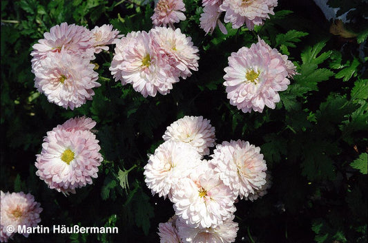 Winteraster 'Romantica' (Chrysanthemum x hort.)
