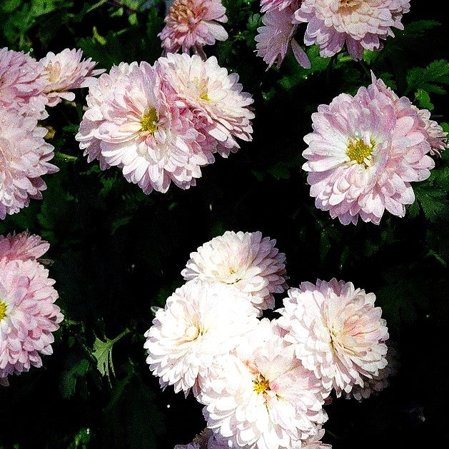 Winteraster 'Romantica' (Chrysanthemum x hort.)