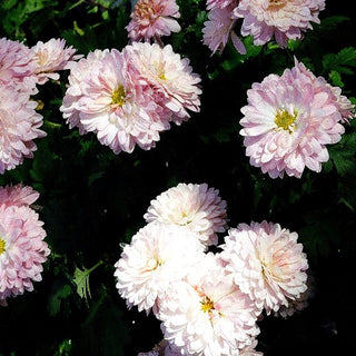 Winteraster 'Romantica' (Chrysanthemum x hort.)