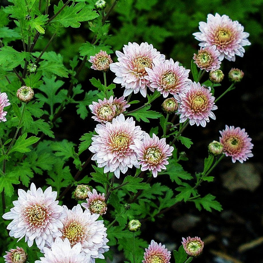 Winteraster 'Romantica' (Chrysanthemum x hort.)