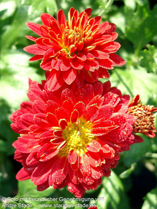 Winteraster 'Rumpelstilzchen' (Chrysanthemum x hort.)
