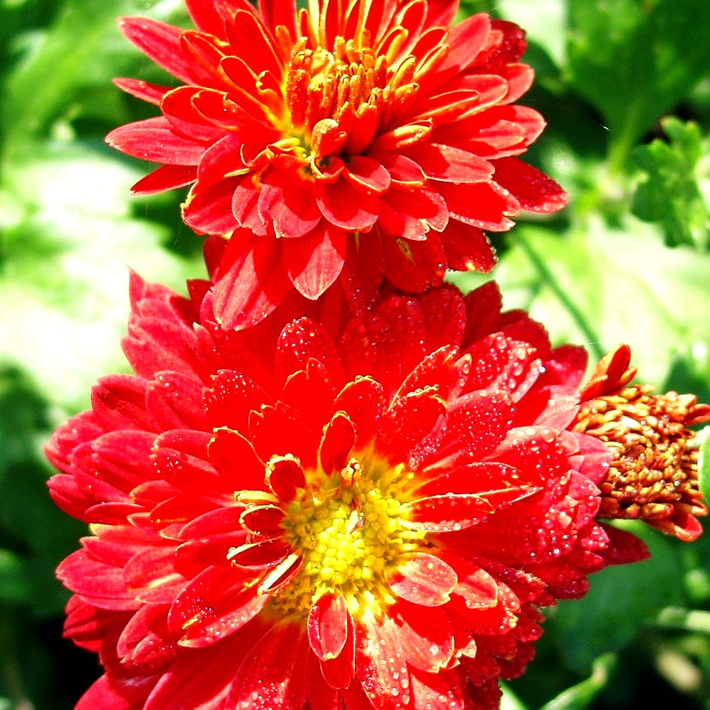 Winteraster 'Rumpelstilzchen' (Chrysanthemum x hort.)