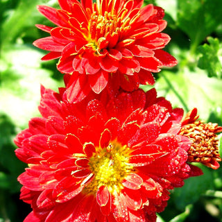 Winteraster 'Rumpelstilzchen' (Chrysanthemum x hort.)