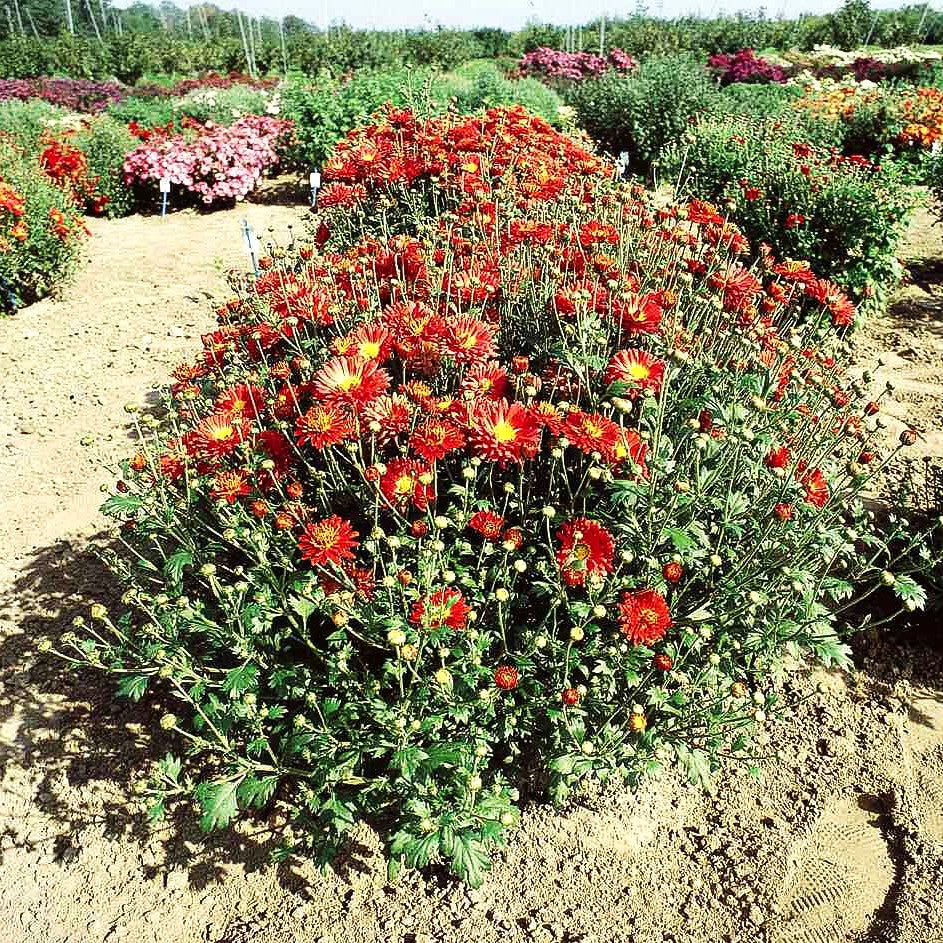 Winteraster 'Rumpelstilzchen' (Chrysanthemum x hort.)