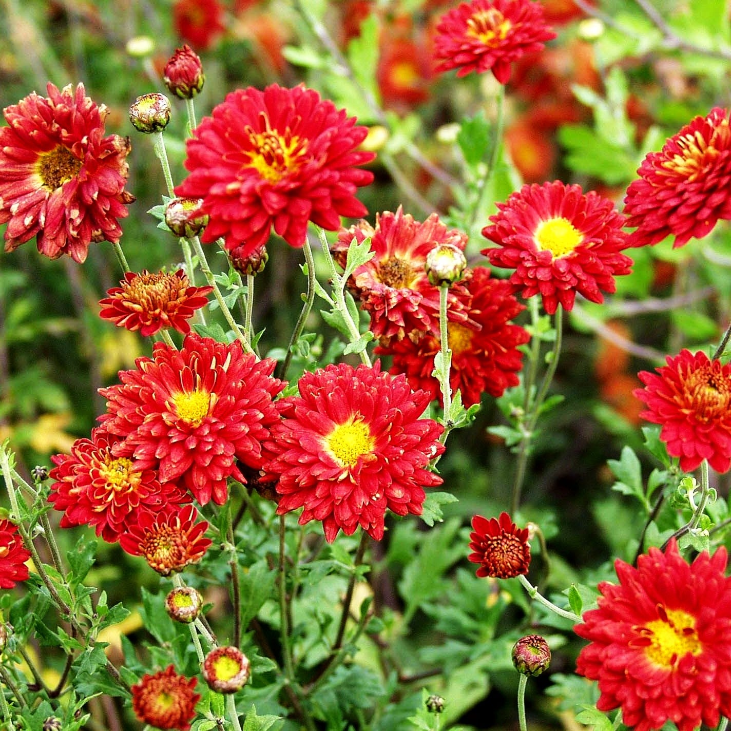 Winteraster 'Rumpelstilzchen' (Chrysanthemum x hort.)