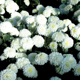 Winteraster 'White Bouquet' (Chrysanthemum x hort.)