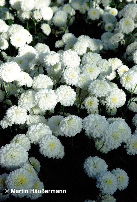 Winteraster 'White Bouquet' (Chrysanthemum x hort.)
