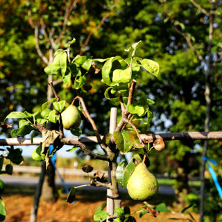 Winterbirne 'Gräfin von Paris' (Pyrus com.)