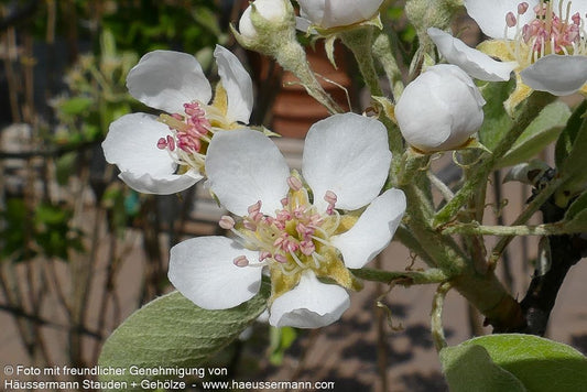 Winterbirne 'Novembra' (Pyrus com.)