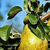 Winterbirne 'Novembra' (Pyrus com.)