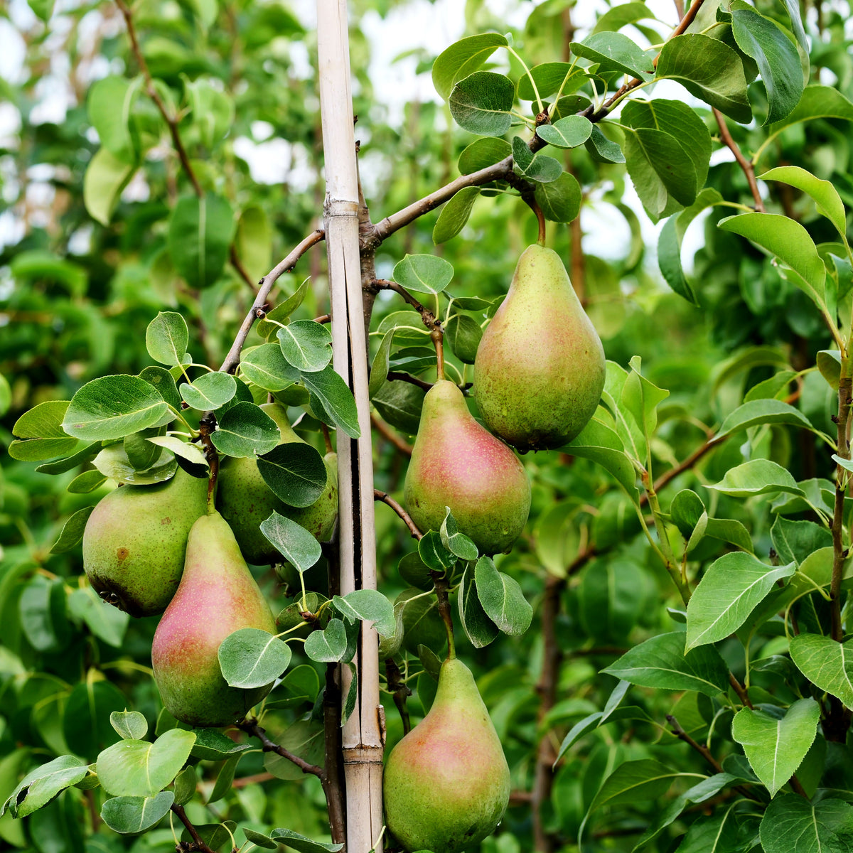 Winterbirne 'Novembra' (Pyrus com.)