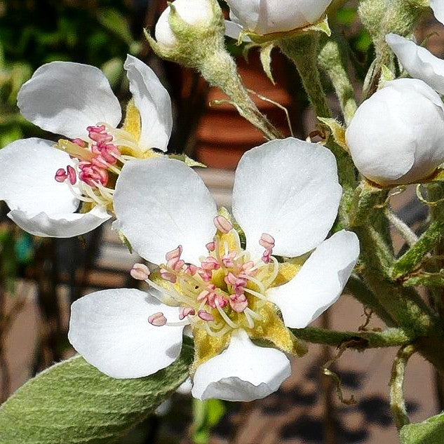 Winterbirne 'Novembra' (Pyrus com.)