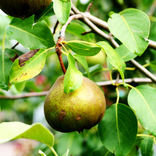 Winterbirne 'Uta' (Pyrus com.)
