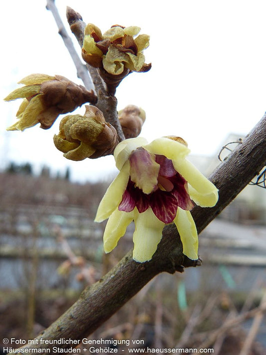 Winterblüte (Chimonanthus praecox)