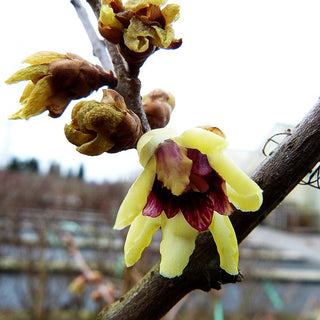 Winterblüte (Chimonanthus praecox)