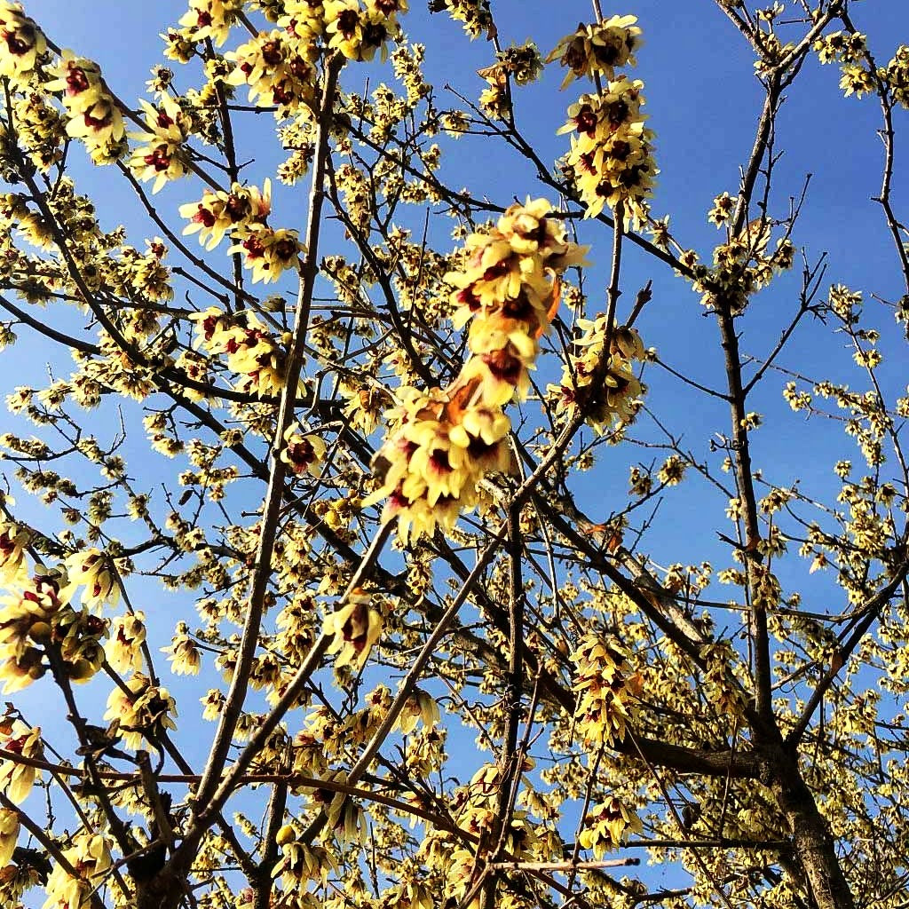 Winterblüte (Chimonanthus praecox)