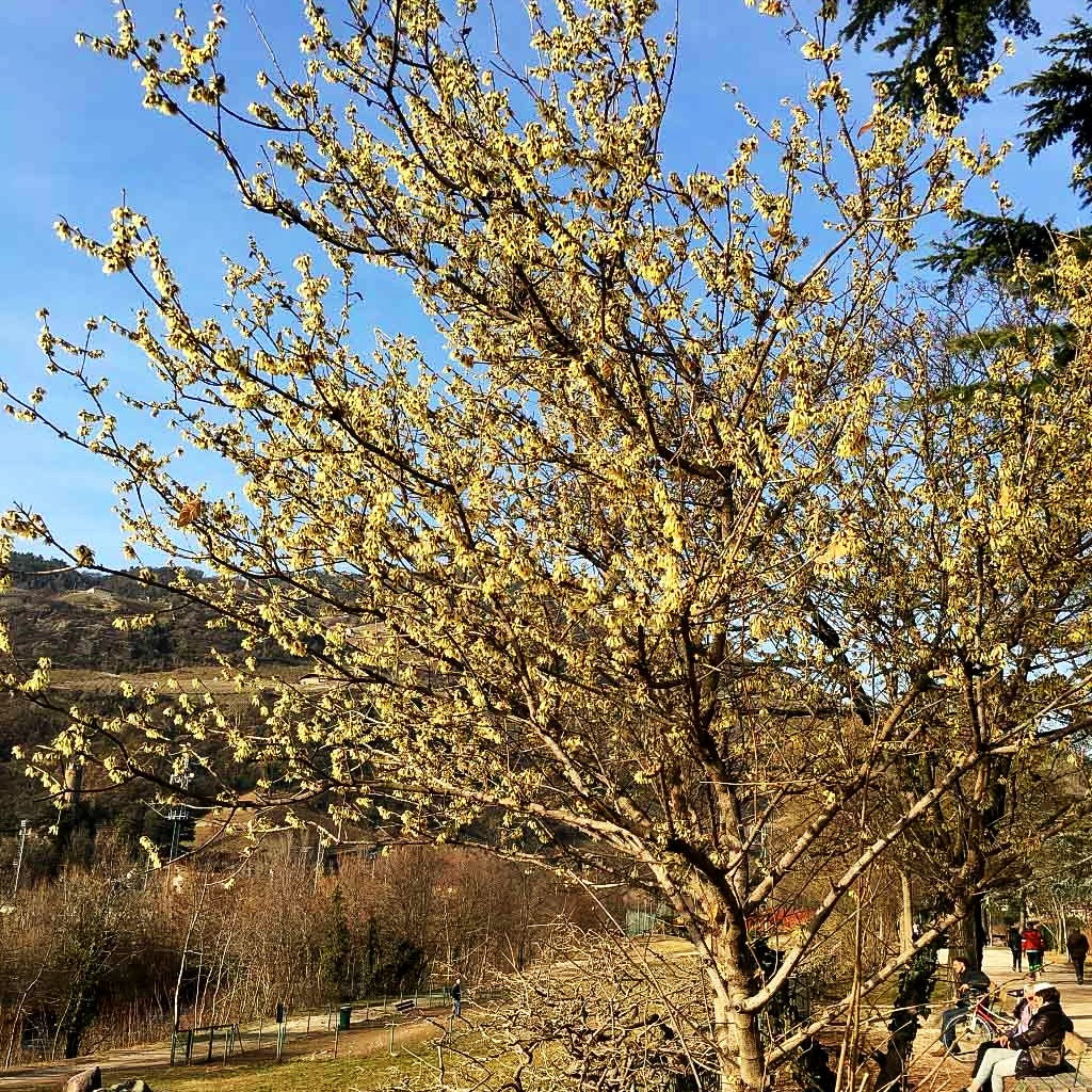 Winterblüte (Chimonanthus praecox)