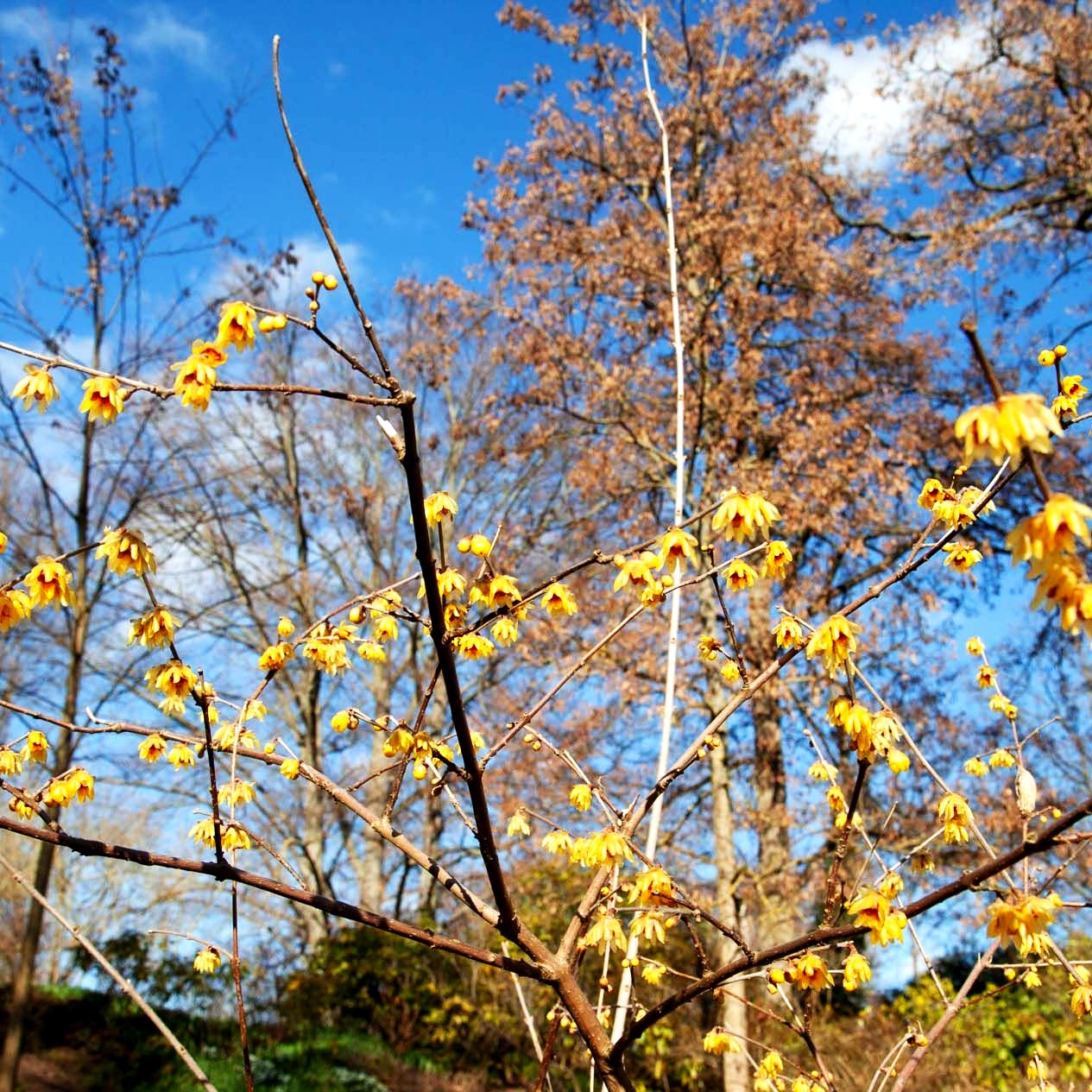 Winterblüte (Chimonanthus praecox)