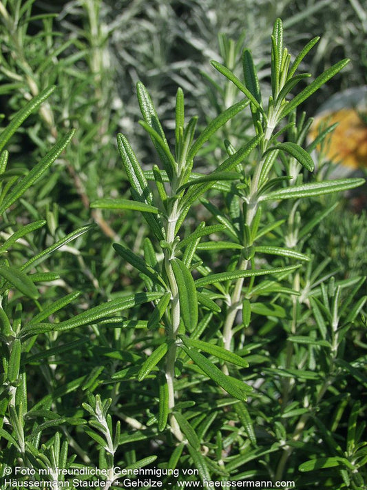 Winterfester Rosmarin 'Blue Winter' (Rosmarinus officinalis)