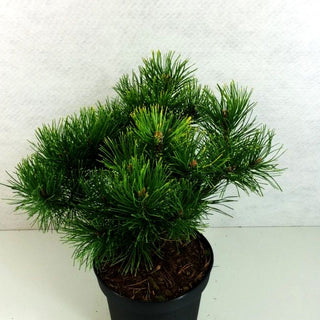 Wintergelbe Berg-Kiefer 'Golden Glow' (Pinus mugo)