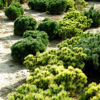 Wintergelbe Berg-Kiefer 'Winter Gold' (Pinus mugo)