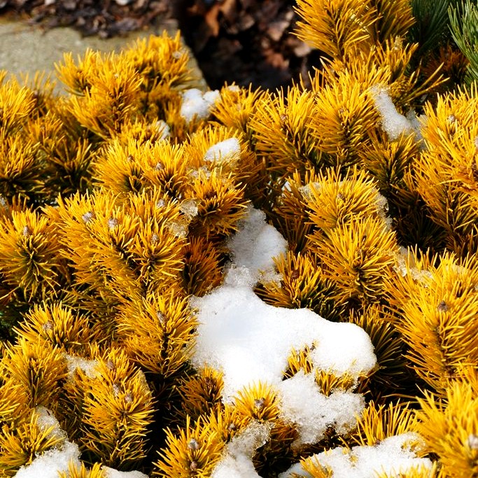 Wintergelbe Berg-Kiefer 'Winter Gold' (Pinus mugo)