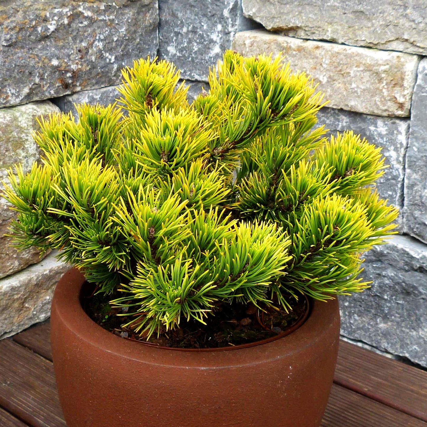 Wintergelbe Berg-Kiefer 'Winter Gold' (Pinus mugo)