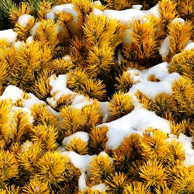 Wintergelbe Berg-Kiefer 'Winter Gold' (Pinus mugo)