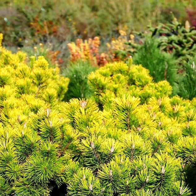 Wintergelbe Berg-Kiefer 'Winter Gold' (Pinus mugo)