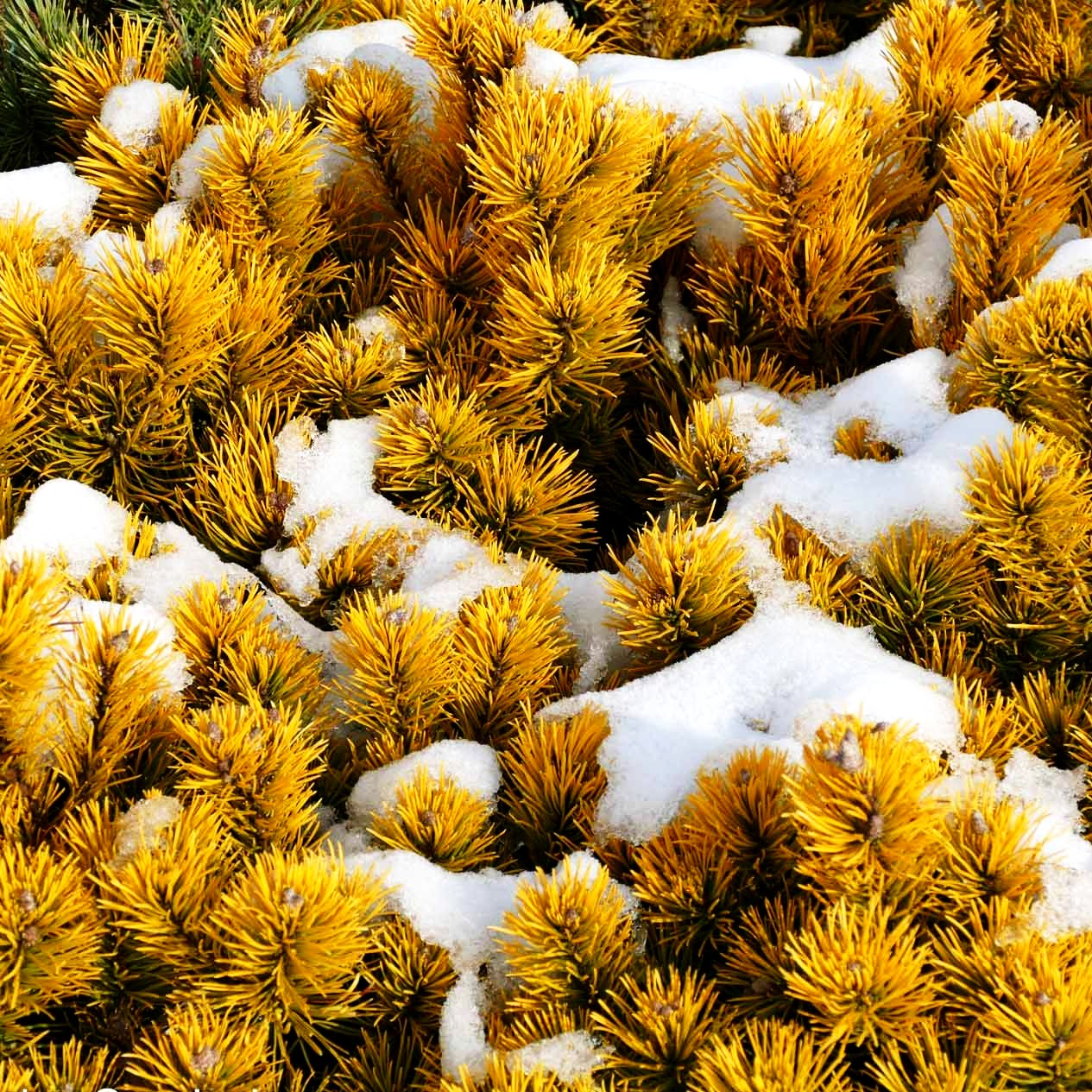 Wintergelbe Berg-Kiefer 'Winter Gold' (Pinus mugo)