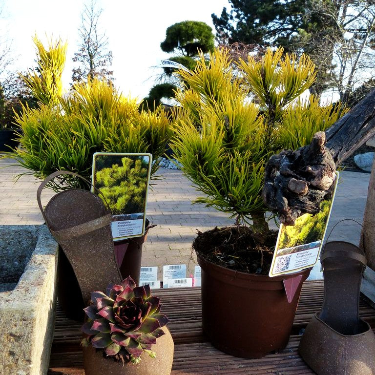 Wintergelbe Berg-Kiefer 'Winter Gold' (Pinus mugo)