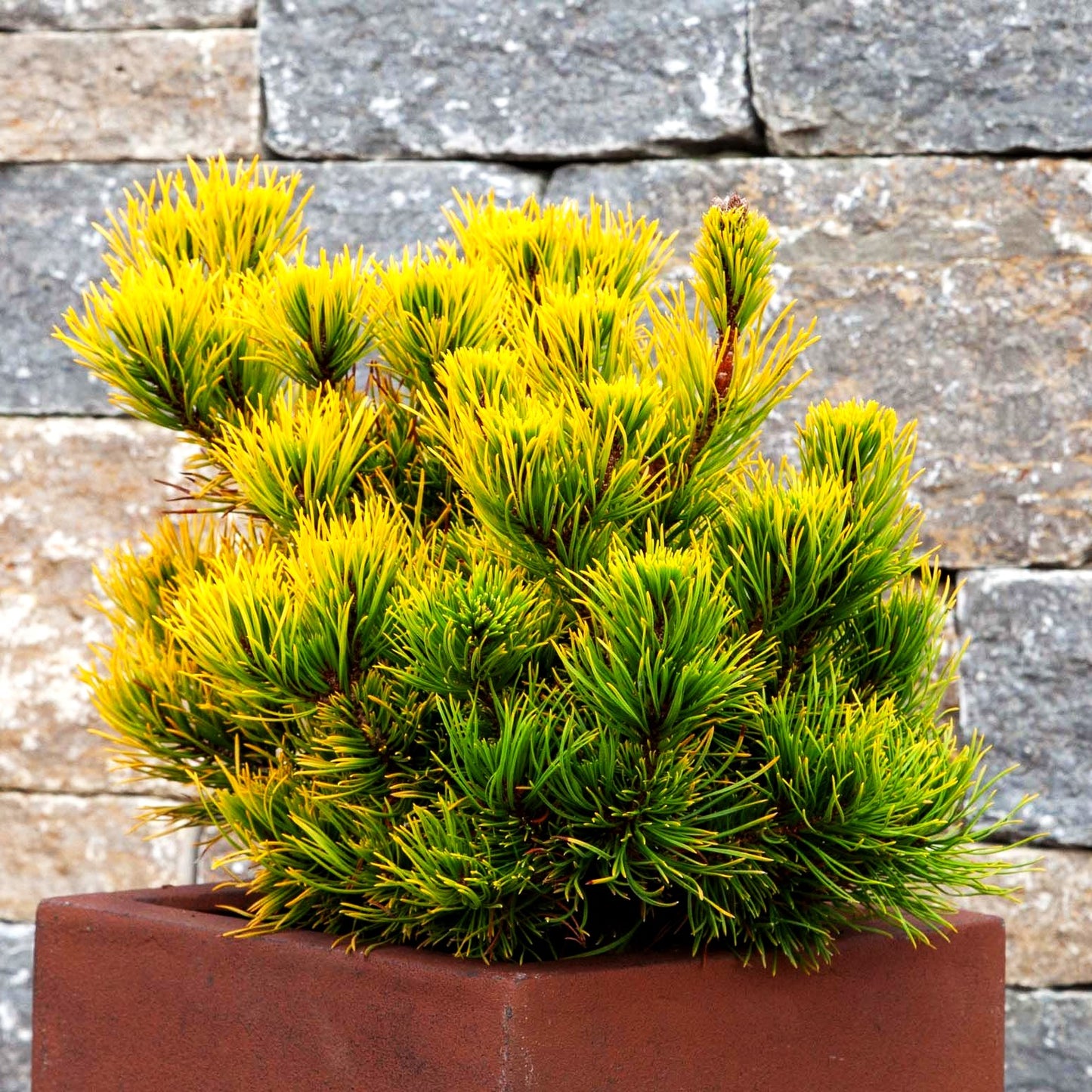 Wintergelbe Berg-Kiefer 'Winter Gold' (Pinus mugo)