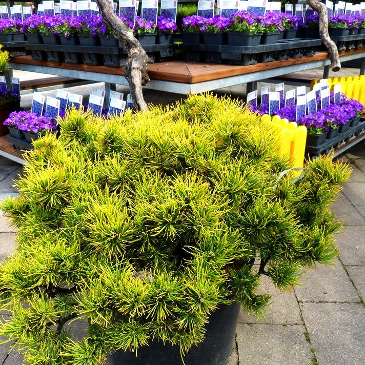Wintergelbe Berg-Kiefer 'Winter Gold' (Pinus mugo)