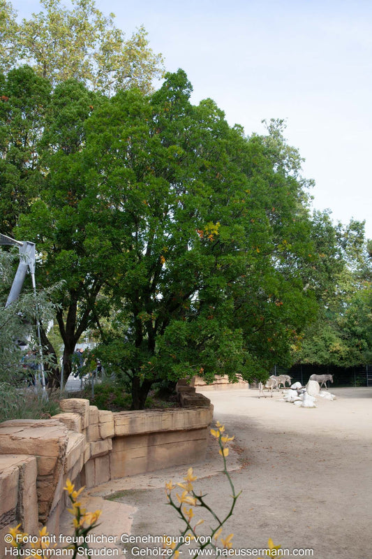 Wintergrüne Eiche 'Pseudoturneri' (Quercus turneri)