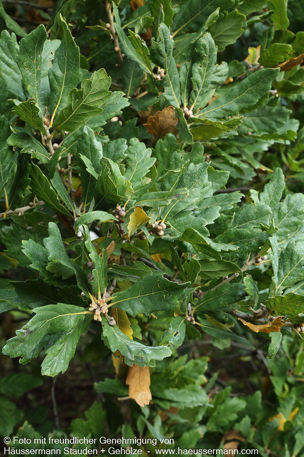 Wintergrüne Eiche 'Pseudoturneri' (Quercus turneri)