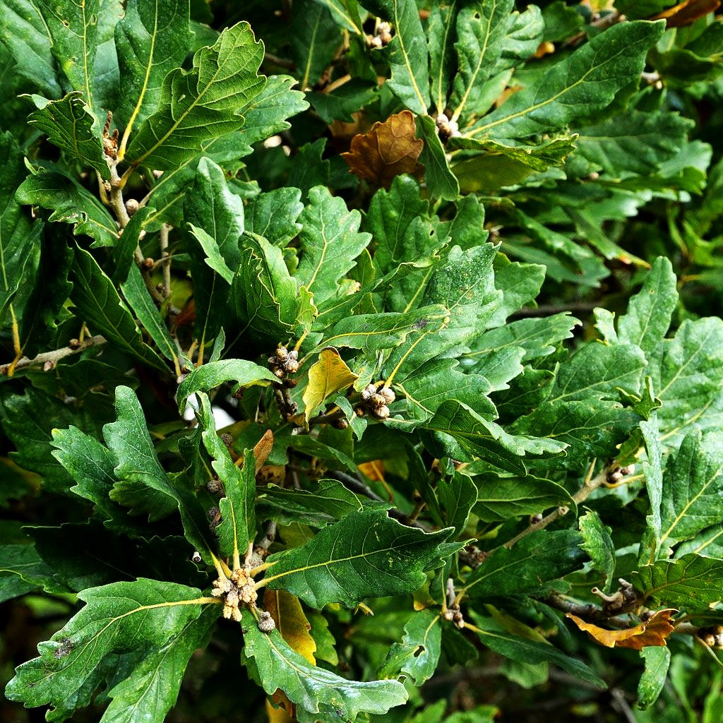 Wintergrüne Eiche 'Pseudoturneri' (Quercus turneri)