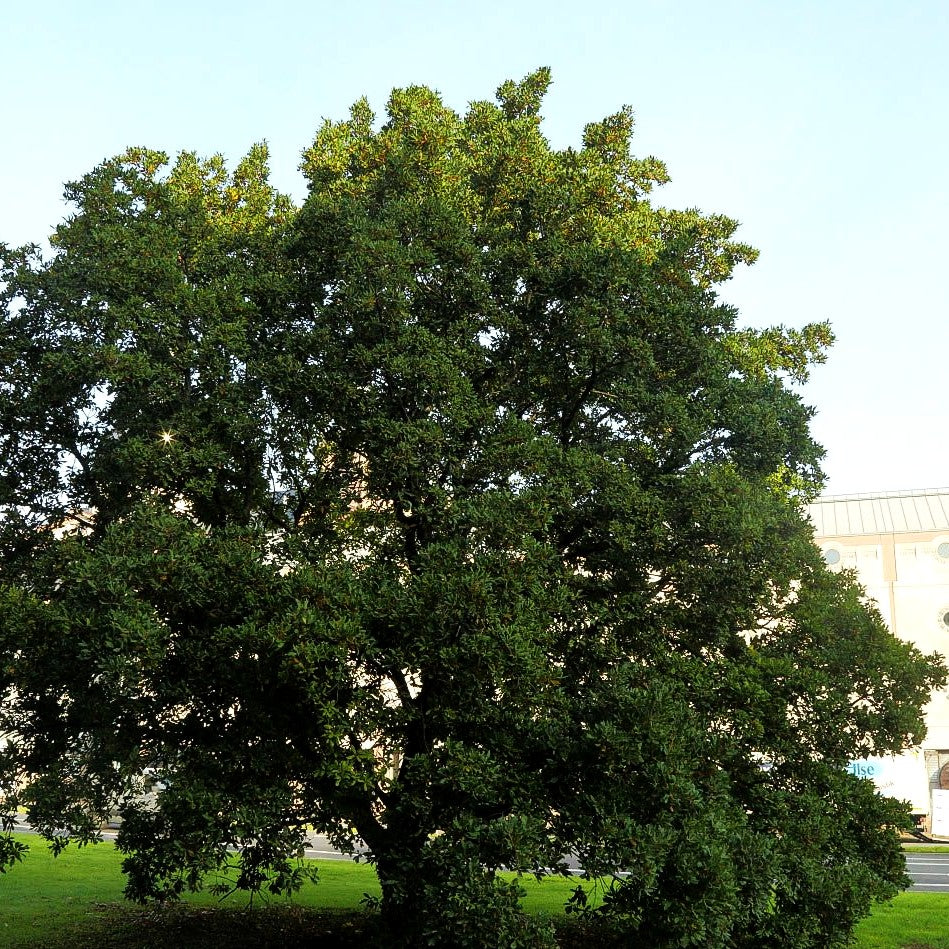 Wintergrüne Eiche 'Pseudoturneri' (Quercus turneri)