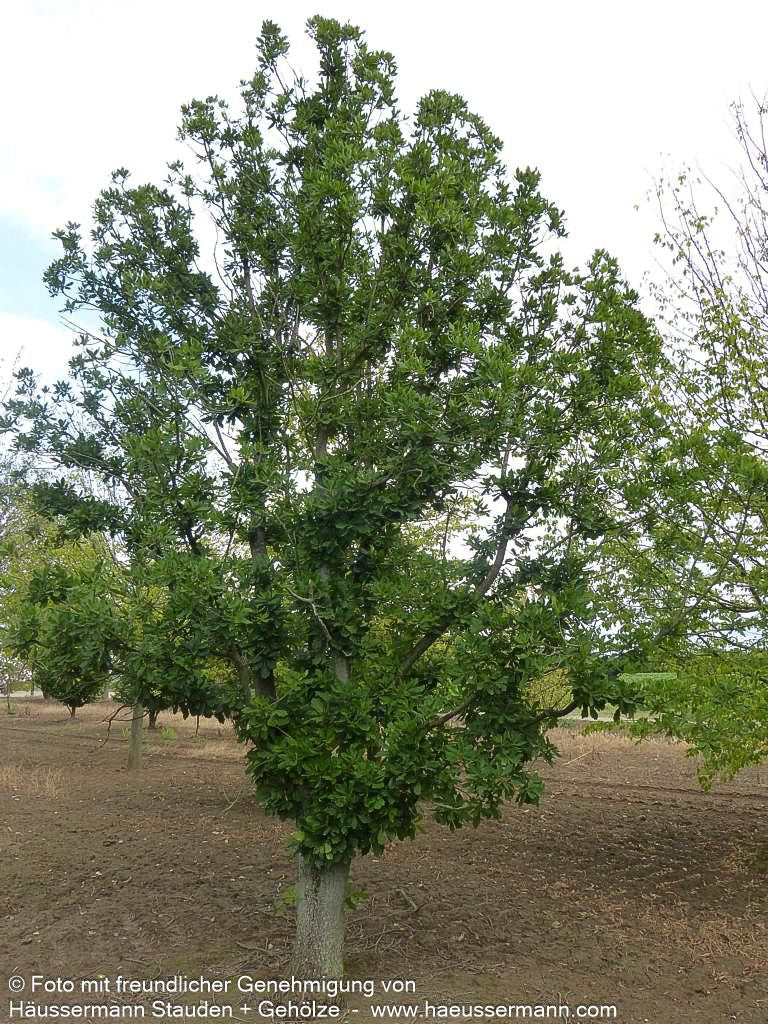 Wintergrüne Eiche 'Pseudoturneri' (Quercus turneri)