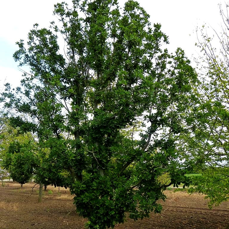 Wintergrüne Eiche 'Pseudoturneri' (Quercus turneri)