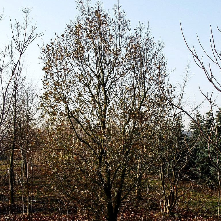 Wintergrüne Eiche 'Pseudoturneri' (Quercus turneri)