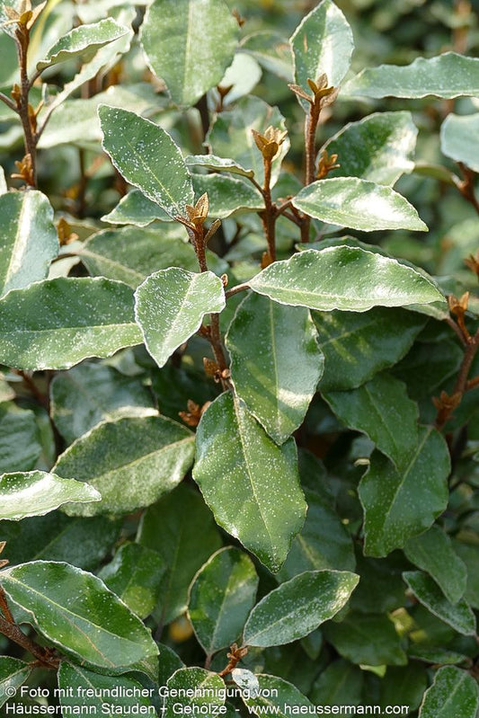 Wintergrüne Ölweide 'Compacta' (Elaeagnus x ebbingei)