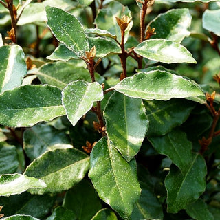 Wintergrüne Ölweide 'Compacta' (Elaeagnus x ebbingei)