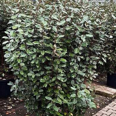 Wintergrüne Ölweide 'Compacta' (Elaeagnus x ebbingei)