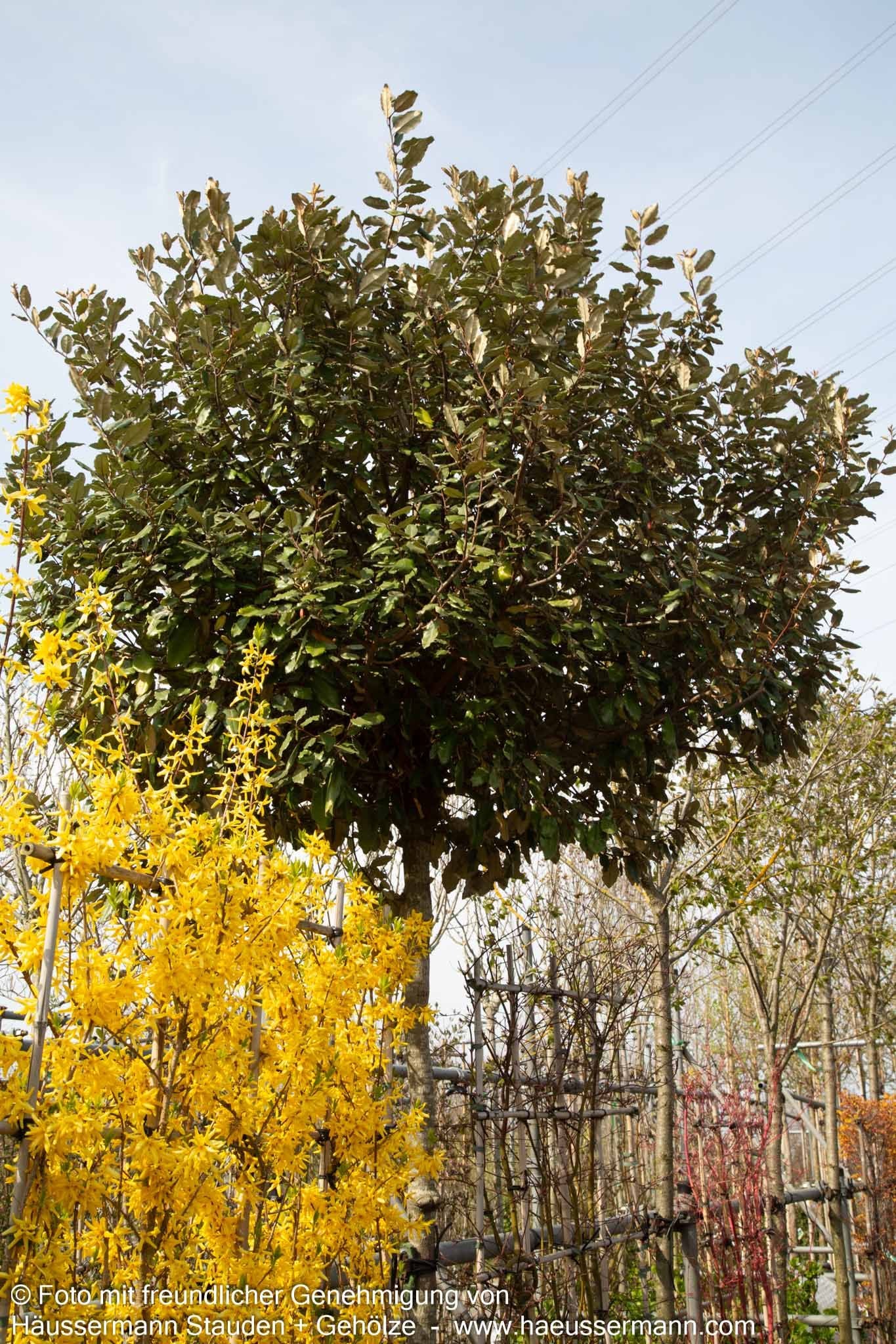 Wintergrüne Ölweide (Elaeagnus x ebbingei)