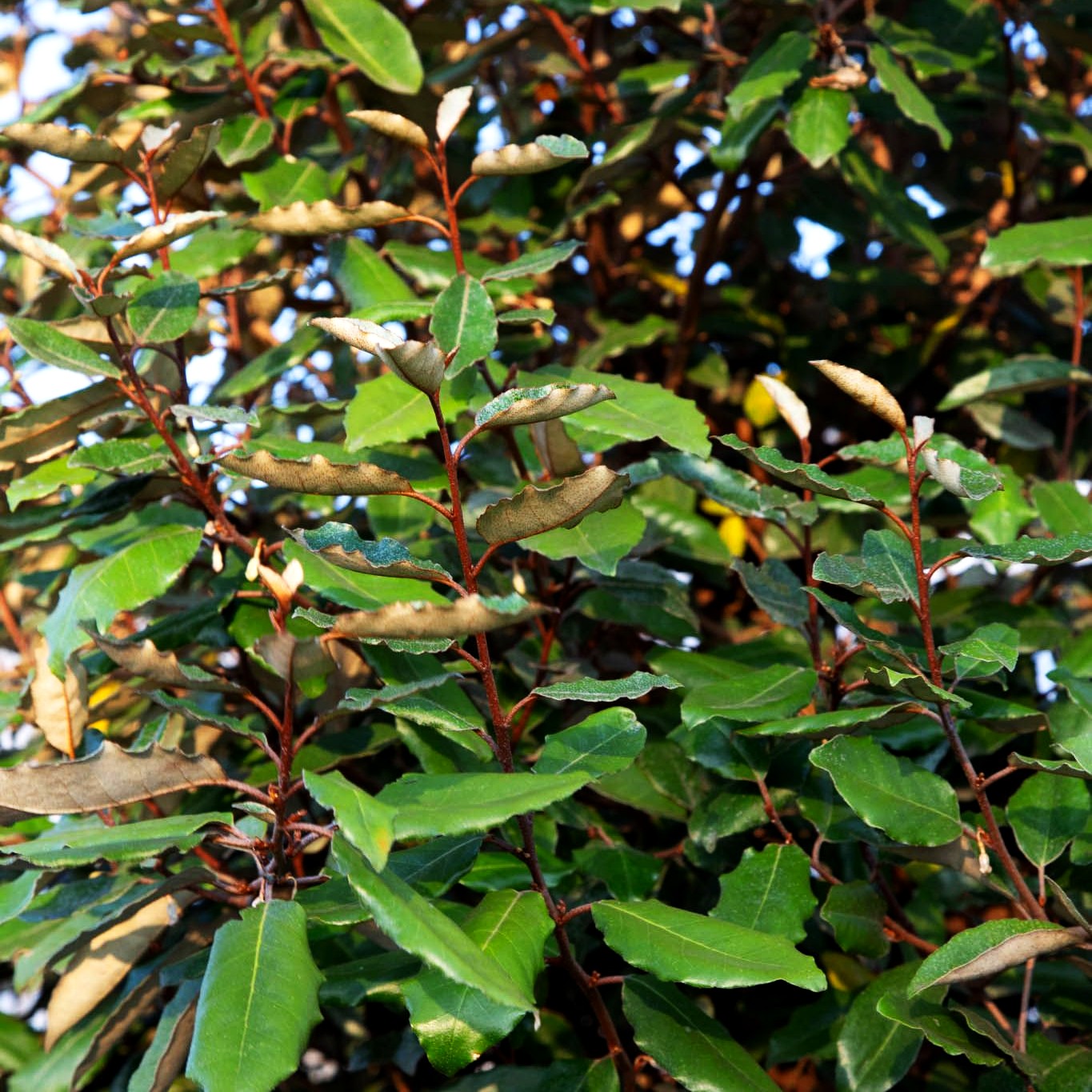 Wintergrüne Ölweide (Elaeagnus x ebbingei)